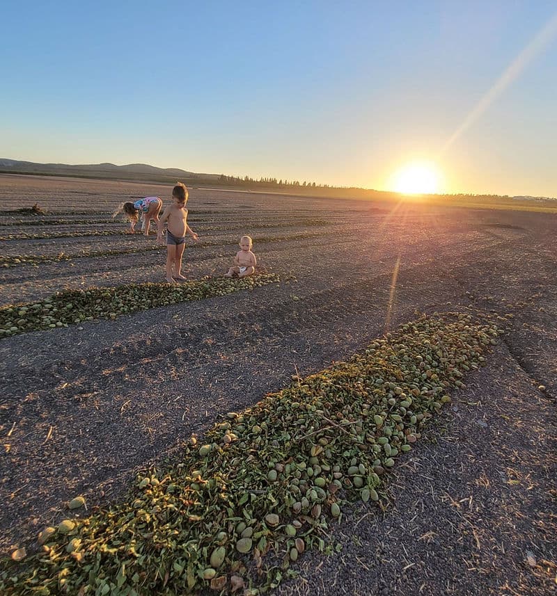 משפחת פילצביץ
