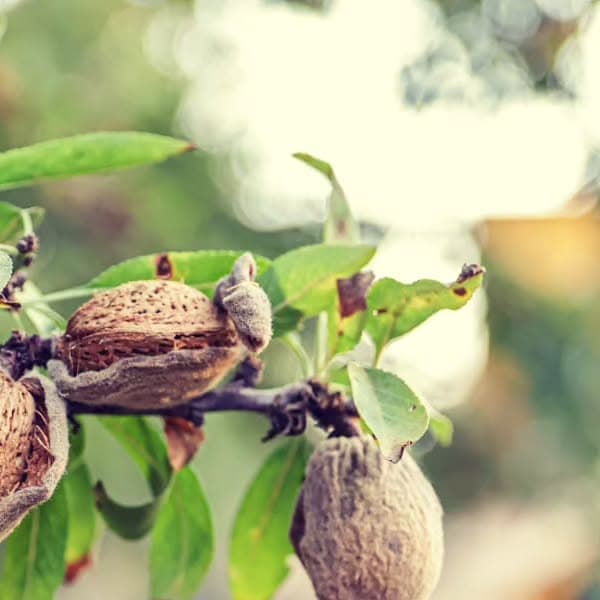 חקלאות משפחתית